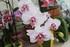 LE COIN DES ORCHIDEES