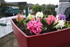 LA FLORAISON DES JACINTHES