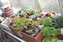LES SUCCULENTES A L' ABRI DANS LA SERRE