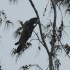 La faune du Queensland