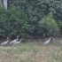 La faune du Queensland