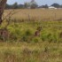 La faune du Queensland