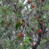 La faune du Queensland