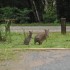 Lamington National Park