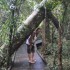 Lamington National Park