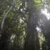 Dorrigo National Park, Nambucc