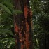 Dorrigo National Park, Nambucc