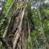 Dorrigo National Park, Nambucc