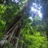 Dorrigo National Park, Nambucc