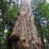 Dorrigo National Park, Nambucc