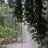 Dorrigo National Park, Nambucc