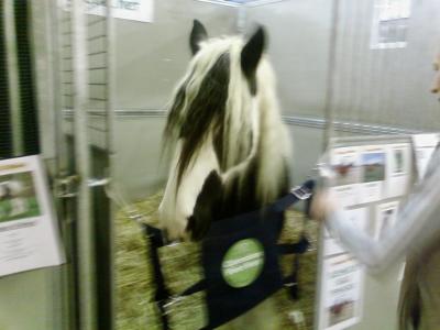 Irish Cob