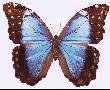 Mariposa... (délire du jour...)