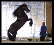 Frison!