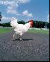 Un poulet a traversé une route: pourquoi