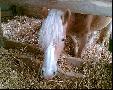 Cheval=vacances=tout bon