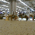 Salon du cheval édition 2007