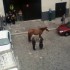Un cheval dans ma rue!