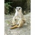 Le Suricate en Mode Zen et philosophe