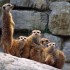 Le Suricate renvoie a l'envoyeur