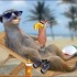 Le Suricate Va s'acheter un maillot roug