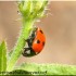 Macro coccinelle