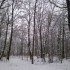 Spaziergang im Schnee*
