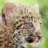 j'adore les bébés léopards!