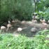 Zoo 18-08-09