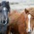 bleu ou marron