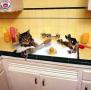 Chat ch'est un bain !!!