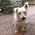 A adopter femelle westie retra