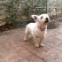 A adopter femelle westie retra