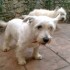 A adopter femelle westie retra