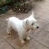 A adopter femelle westie retra