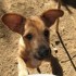 Golfo, a l'adoption