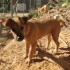 Golfo, a l'adoption