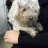 Trouvée : Femelle X bichon d'