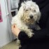 Trouvée : Femelle X bichon d'