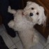 Diam’s petit bichon maltais 