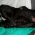 URGENT !!!! Galgo sans nom ret