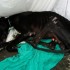 URGENT !!!! Galgo sans nom ret