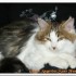 Niels, joli chaton angora 5 mo