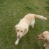 S.O.S. URGENT TROUVE 2 CHIENS 