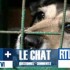 Les animaux abandonnés : vos 