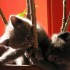 petites photos de chat..ons ..