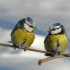 pour les amoureux des oiseaux