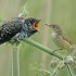 pour les amoureux des oiseaux