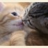 Pour les amoureux des chats- 2