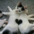 Pour les amoureux des chats- 3